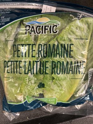 Romain lettuce