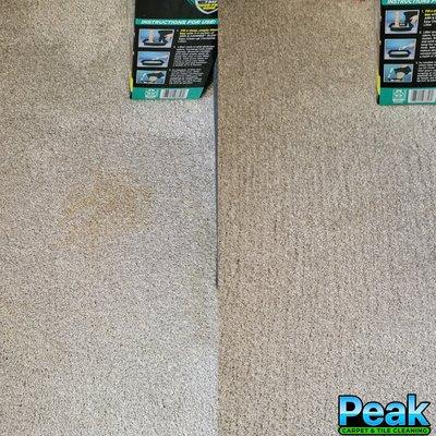 Pet stain removal in Mesa, AZ