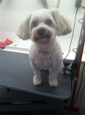 Hum, I am Lewy and Im being groomed today by favorite mobile groomer in the world, Judy who owns Luv-N-Care Mobile Grooming.