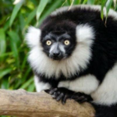 Lemur