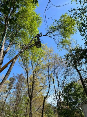 Columbia Tree & Lawn Service