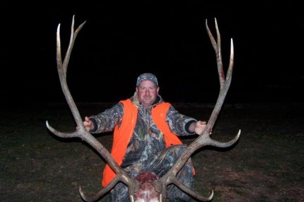 Nice Bull elk