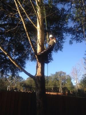 Negrich Tree Services