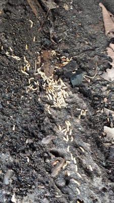 Located termites under wood debris on customers property, treated with liquid barrier around structure located in Warwick Rho...