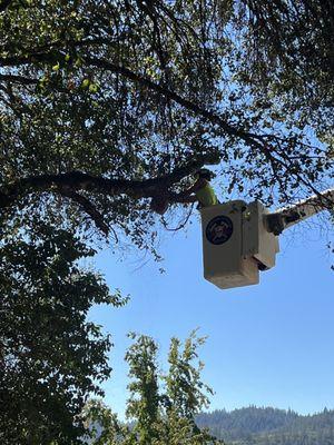 Bucket Truck making sure the tree won't go through our neighbors roof.