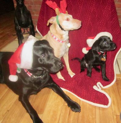 Chewie & GOKU Service Pups in Training with Cindy Lou wishing you a Merry Christmas