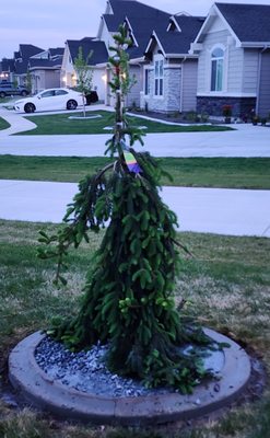 My Norway weeping spruce and D&B's awesome customer service!