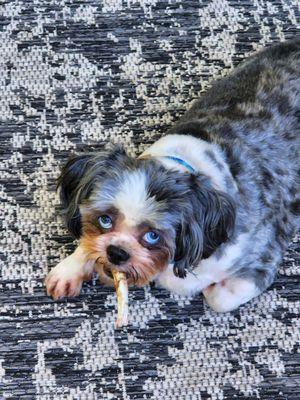 Blue enjoying his Etta Says treat!