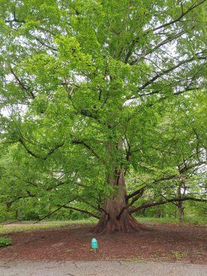 Award winning tree