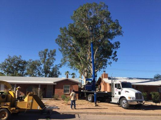 Before a large Eucalyptus removal in mid-town Tucson.