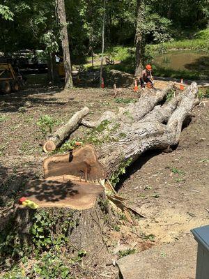 Monster Tree removed from just off our front porch!