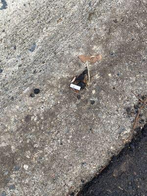 Cigarette butt thrown on the ground outside my house