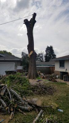 Tree removal