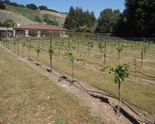 A view of the vineyards and the owners' home.