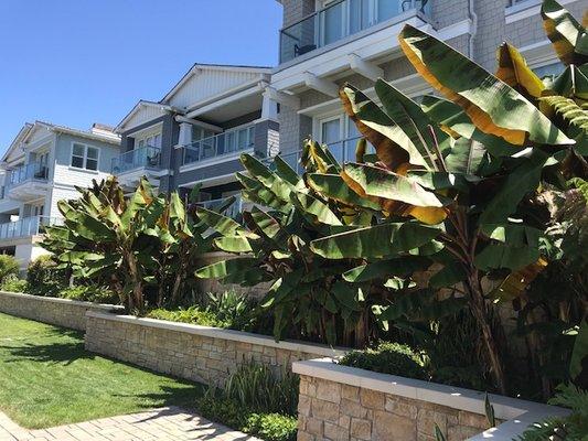 Urban Landcare - La Jolla Commercial & Residential Landscape