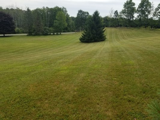 Professional Lawn Striping