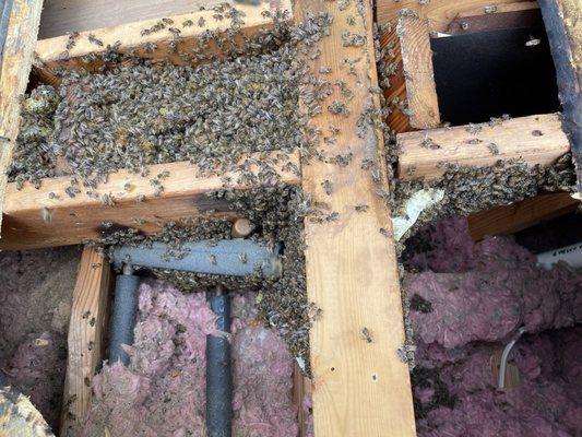 Bees in the attic.