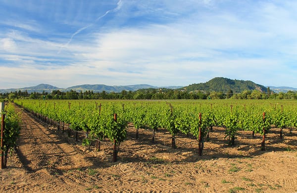 Vineyard Estate Building Site in Healdsburg, Sonoma County