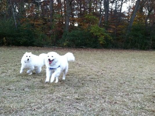 American Eskimo's burning off all that energy!