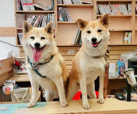 Met the two mascots of Yofat Manga on grand opening day!  Dogs not included with the mangas! Haha