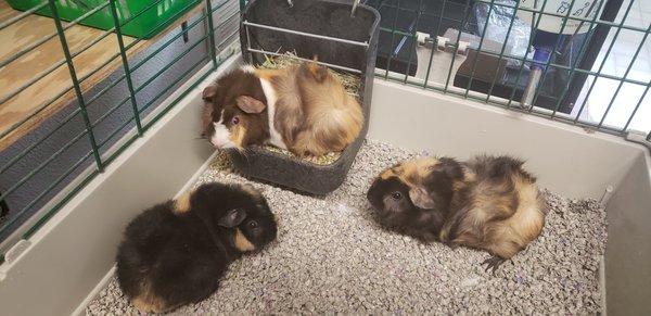 We breed Peruvian, teddy bear, and Abyssinian guinea pigs!