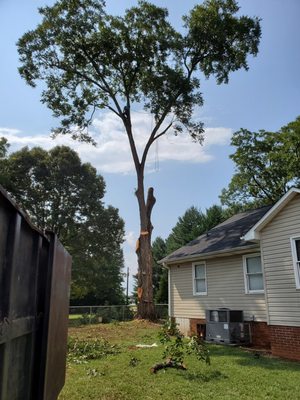 In the process of removing a large oak tree.