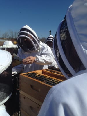 Out in the beeyard, checking the bees.