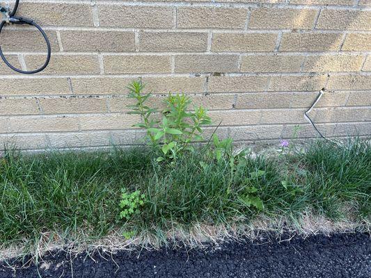 Weeds along house