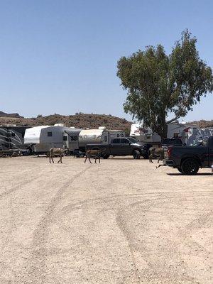 Wild burros in the campground, headed for a drink of water