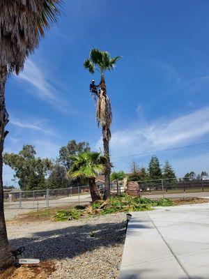 Palm cleaning