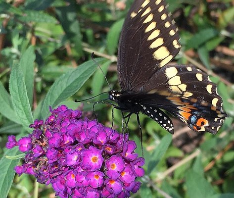 Beautiful garden