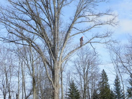 Tree Trimming Services for over 25 years.