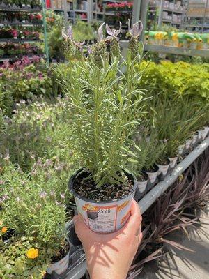 Purchase this lavender plant