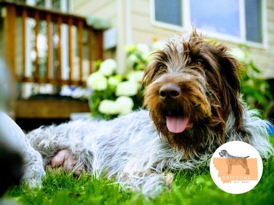 A Wirehaired Pointing Griffon dam resting near her puppies in Belgrade, Montana.