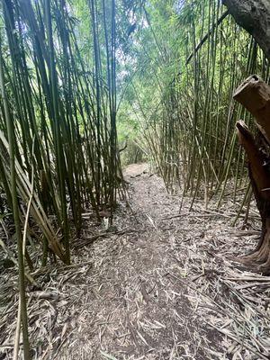 Bamboo Forest