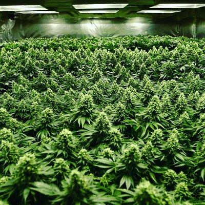 A Sea of Green is waiting for you on our Grow House & Dispensary Tour