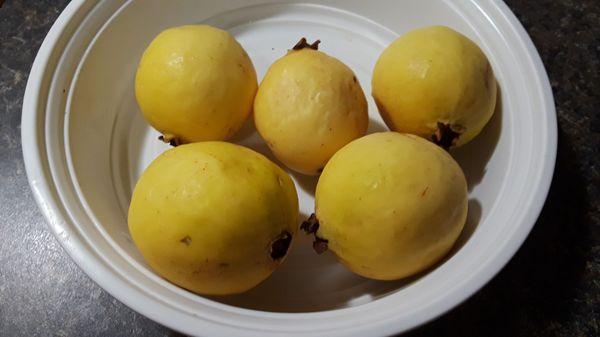 Guava / Guayaba