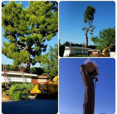 Huge pine tree removal