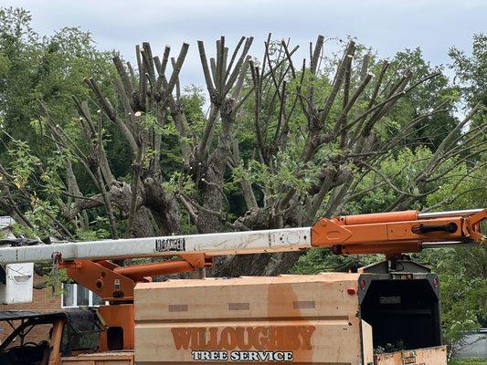 Myers Tree Service