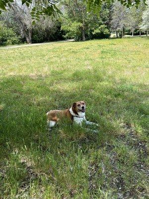 Happy dog