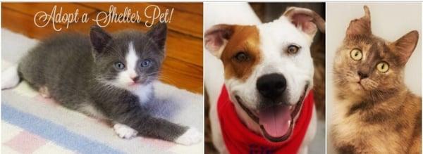 Their promotion for adopt a shelter month with some of their adoptable pets