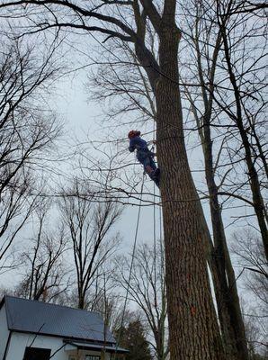 McCarty's Tree Service