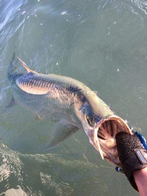 Tarpon we caught by the mangroves.