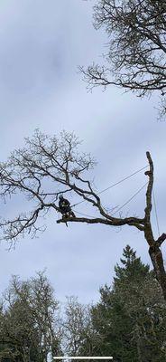 Shook's Tree Service and Removal