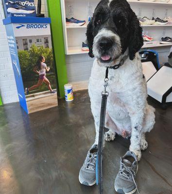 Dog brother checking out shoes too!