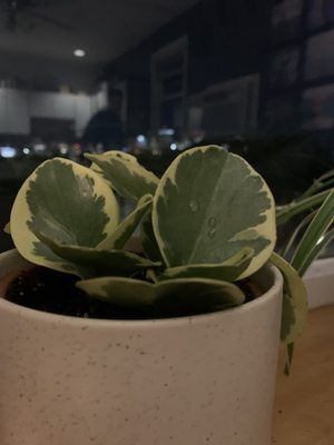 My new plant!