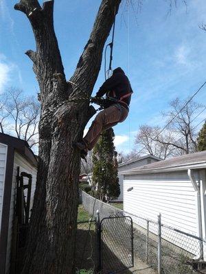 Tree removal