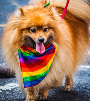 All the pups and kitties celebrate Pride Month