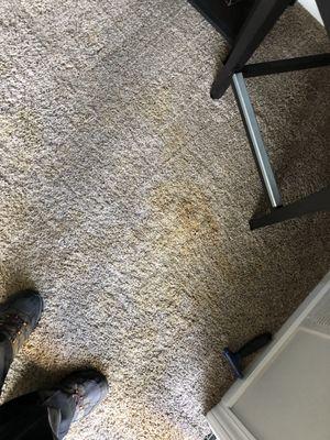 Pet Stains?