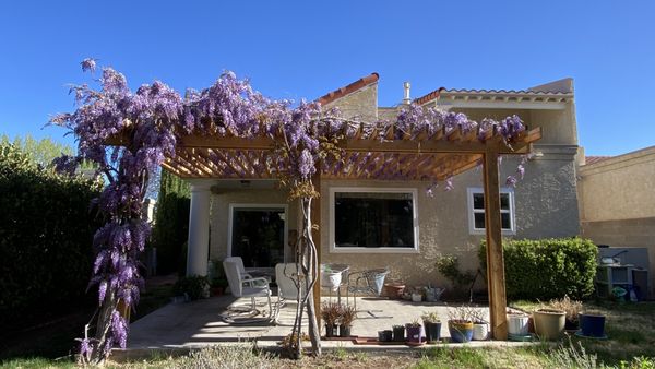 Pergola rebuild with wisteria in full bloom